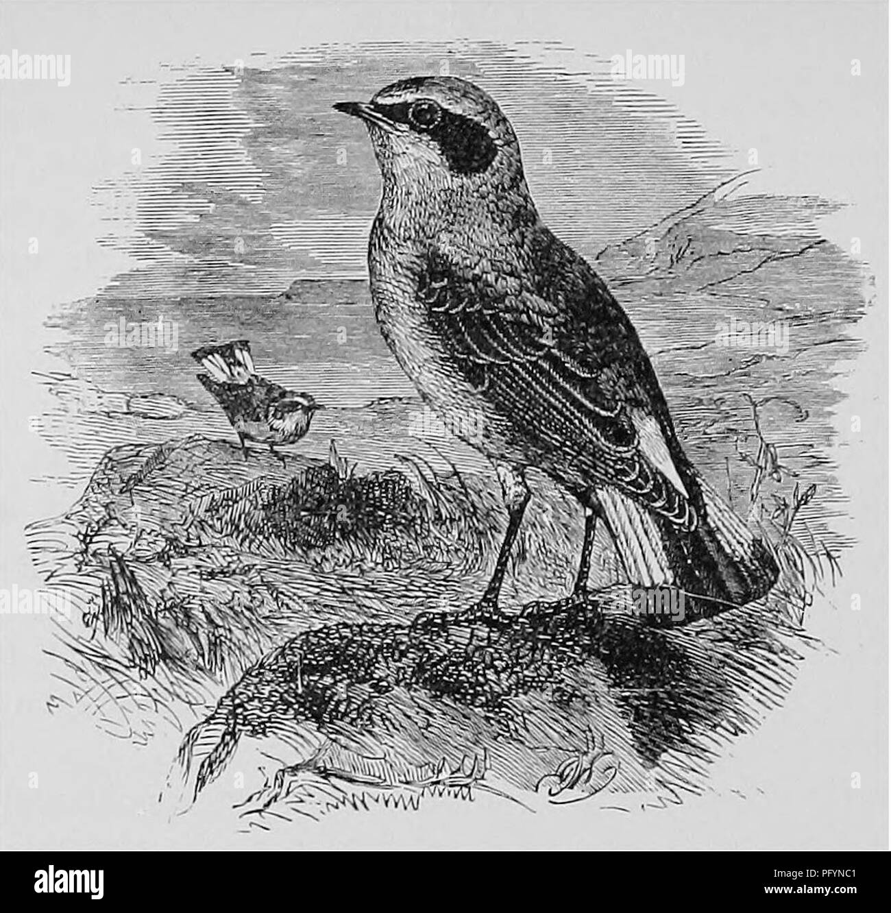 . A popular handbook of the ornithology of the United States and Canada, based on Nuttall's Manual. Birds; Birds. WHEATEAK Saxicola cenanthe. Char. Above, bluish gray; forehead and stripe over eyes white; patch on cheek and wings black; rump white; middle tail-feathers black, rest white, broadly tipped with black; under parts white. In the female the upper parts are brown, and under parts buff. Length (&gt;yi inches. JVest, In a crevice of a stone wall or a stone heap; made of plant stems and grass, lined with feathers, hair, or rabbit's fur. Eggs. 5-7 ; pale blue, sometimes spotted with pale  Stock Photo