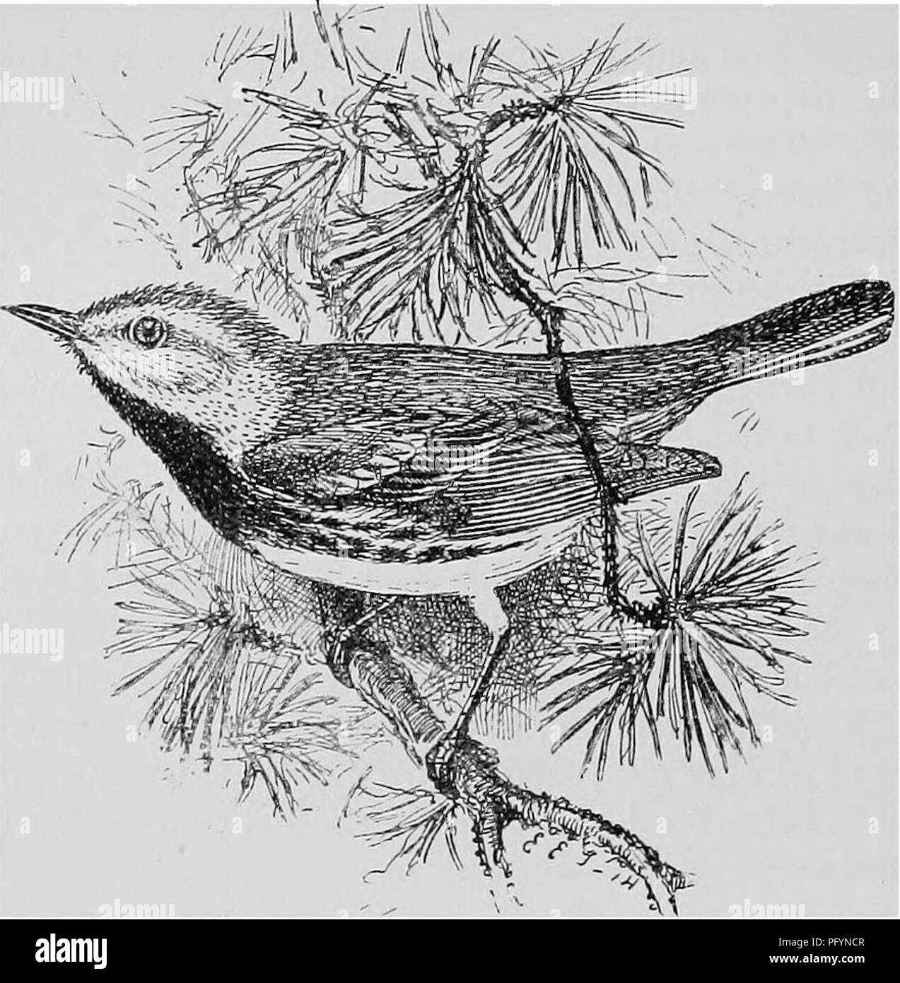 . A popular handbook of the ornithology of the United States and Canada, based on Nuttall's Manual. Birds; Birds. BLACK-THROATED GREEN WARBLER. Dendroica virens. Char. Male in spring : above, bright olive; line on sides of head rich yellow; wings and tail dusky; wing-bars and outer tail-feathers white; beneath, white tinged with yellow; throat and chest rich black. Male in autumn, female, and young: similar, but black of throat mixed with yellow, sometimes obscured. Nest. On the border of heavy woods, in fork of coniferous tree 30 to 50 feet from the ground; of twigs, grass, etc., lined with h Stock Photo