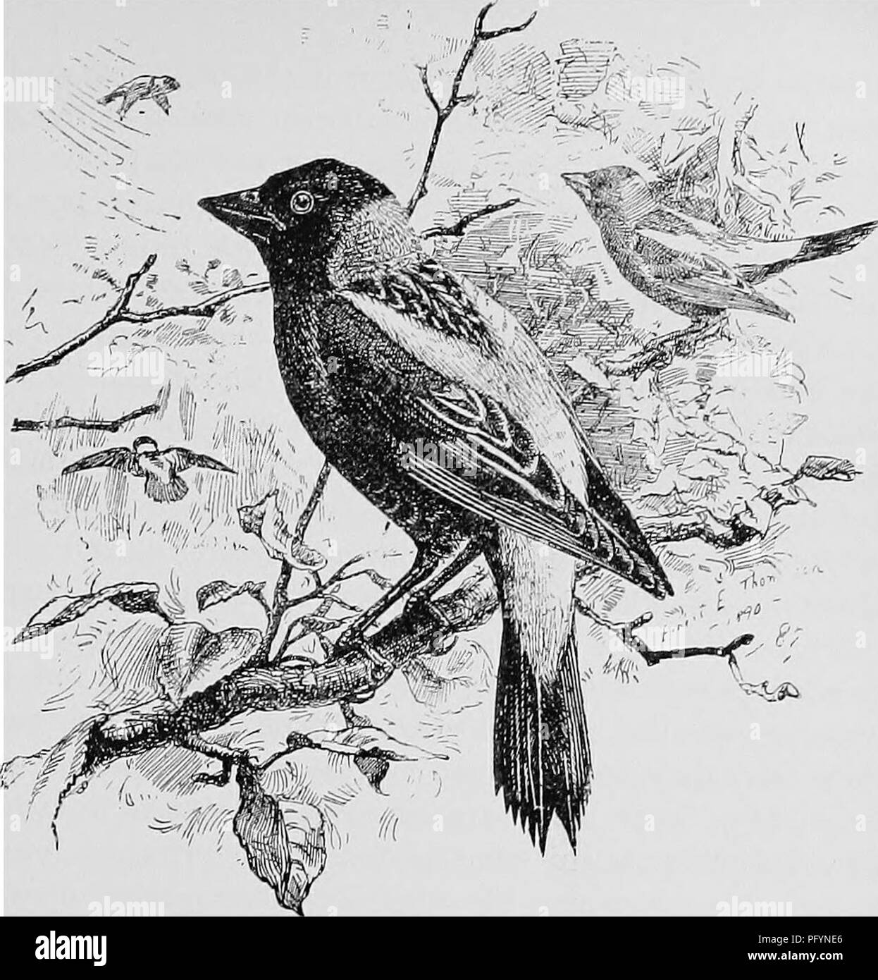 . A popular handbook of the ornithology of the United States and Canada, based on Nuttall's Manual. Birds; Birds. BOBOLINK. RICE BIRD. SKUNK BLACKBIRD. MEADOW-WINK. DOLICHONYX ORYZIVORUS. •Char. Male in summer ^ black; back of head and hind-neck buff j scapulars, rump, and upper tail-coverts ashy white. Male in winter, female, and young : above, yellowish brown, beneath paler, more buffy; light stripe on crown. Length 6J1^ to 7^ inches. Nest. In a meadow ; made of dried grass. Eggs. 4-6; white with green or buff tint, irregularly marked with lilac and brown; 0.85 X 0.60. The whole continent of Stock Photo