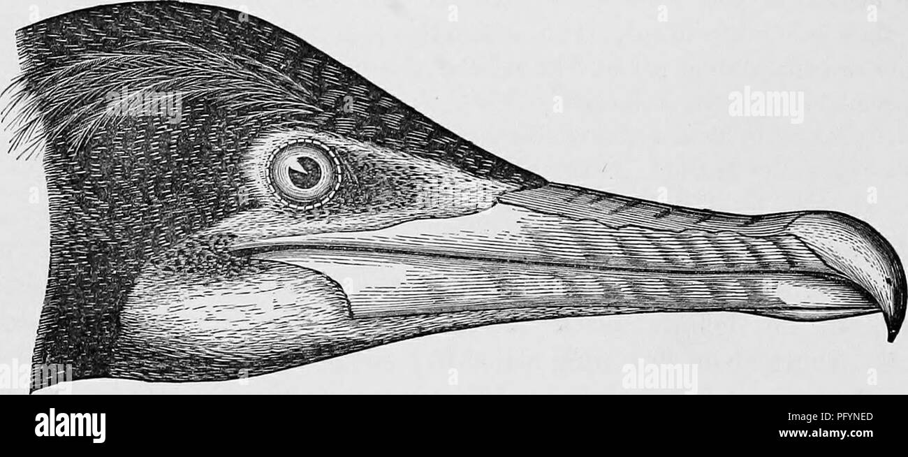 Key to North American birds; containing a concise account of every