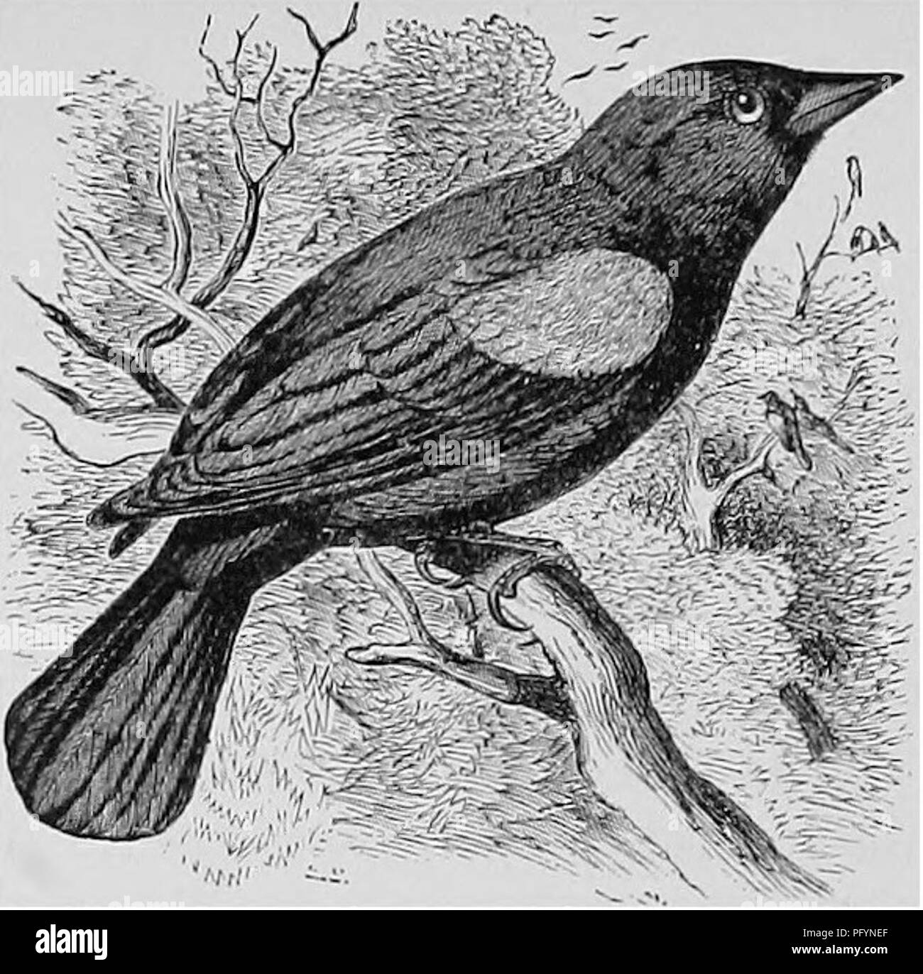 . A popular handbook of the ornithology of the United States and Canada, based on Nuttall's Manual. Birds; Birds. RED-WINGED BLACKBIRD. Agelaius phceniceus. Char. Male; black; lesser wing-coverts vermilion, bordered with buff. Female: above, blackish brown streaked with paler and grayish ; lower parts dusky white streaked with reddish brown ; sometimes wing- coverts have a reddish tinge, Young like female, but colors deeper. Length 7J^ to lo inches. Nest. In a tuft of grass or on a bush ; composed of grass, leaves, and mud, lined with soft grass. Eggs. 3-5; color varies from bluish white to gr Stock Photo