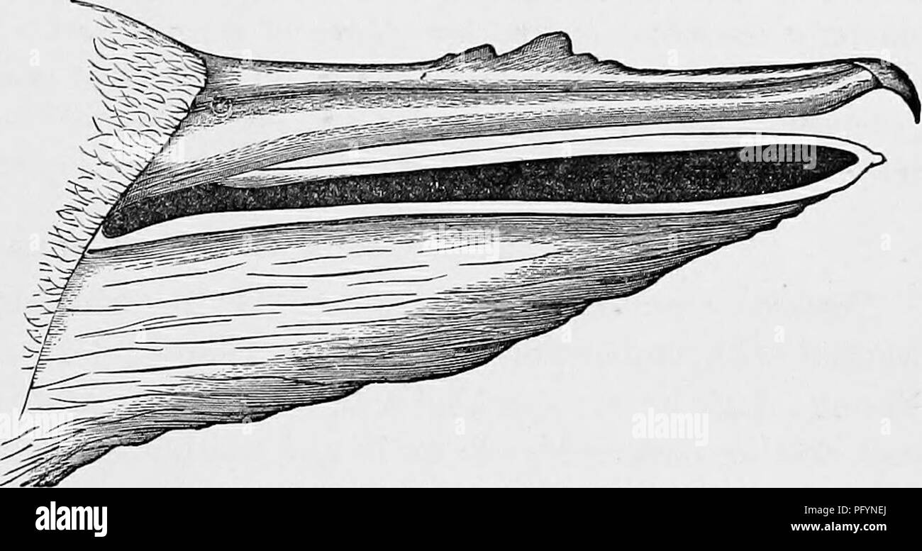 Pinion feathers Black and White Stock Photos & Images Alamy