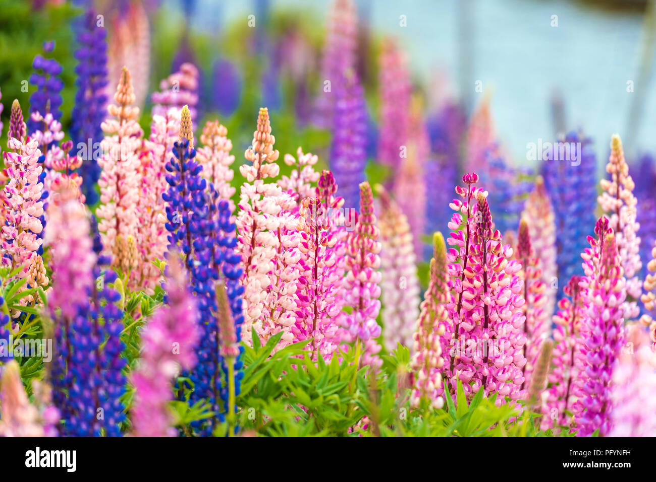 View of flowering lupines in the national park Torres del Paine, Patagonia, Chile. With selective focus Stock Photo
