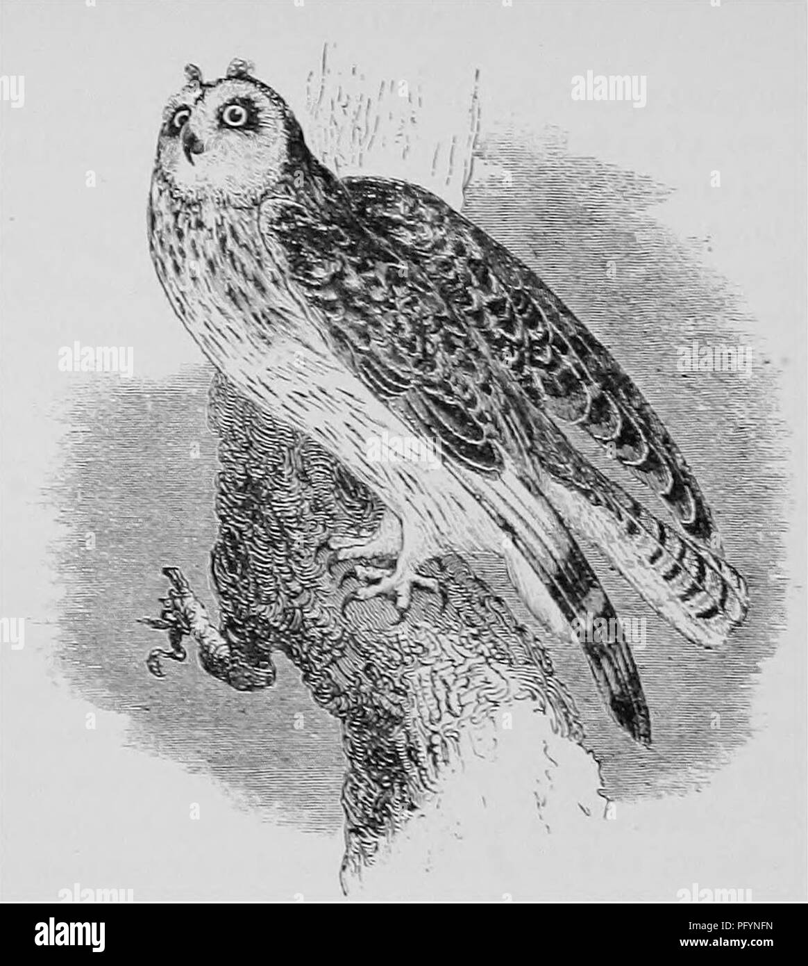 . A popular handbook of the ornithology of the United States and Canada, based on Nuttall's Manual. Birds; Birds. SHORT-EARED OWL. Asio AcciprrpoNus. Char. Above, mottled with dark brown, tawny, and bufEsh white; below, paler ; feet feathered ; ear-tufts inconspicuous. Some examples are much paler, as if the colors had faded. Length about 15 inches. iVest. On the ground amid tall grass, and composed of a few twigs and a few feathers. Eggs. 3-6 ; white and oval; 1.60 X 1.20. This is another of those nocturnal wanderers which now and then arrive amongst us from the northern regions, where they u Stock Photo