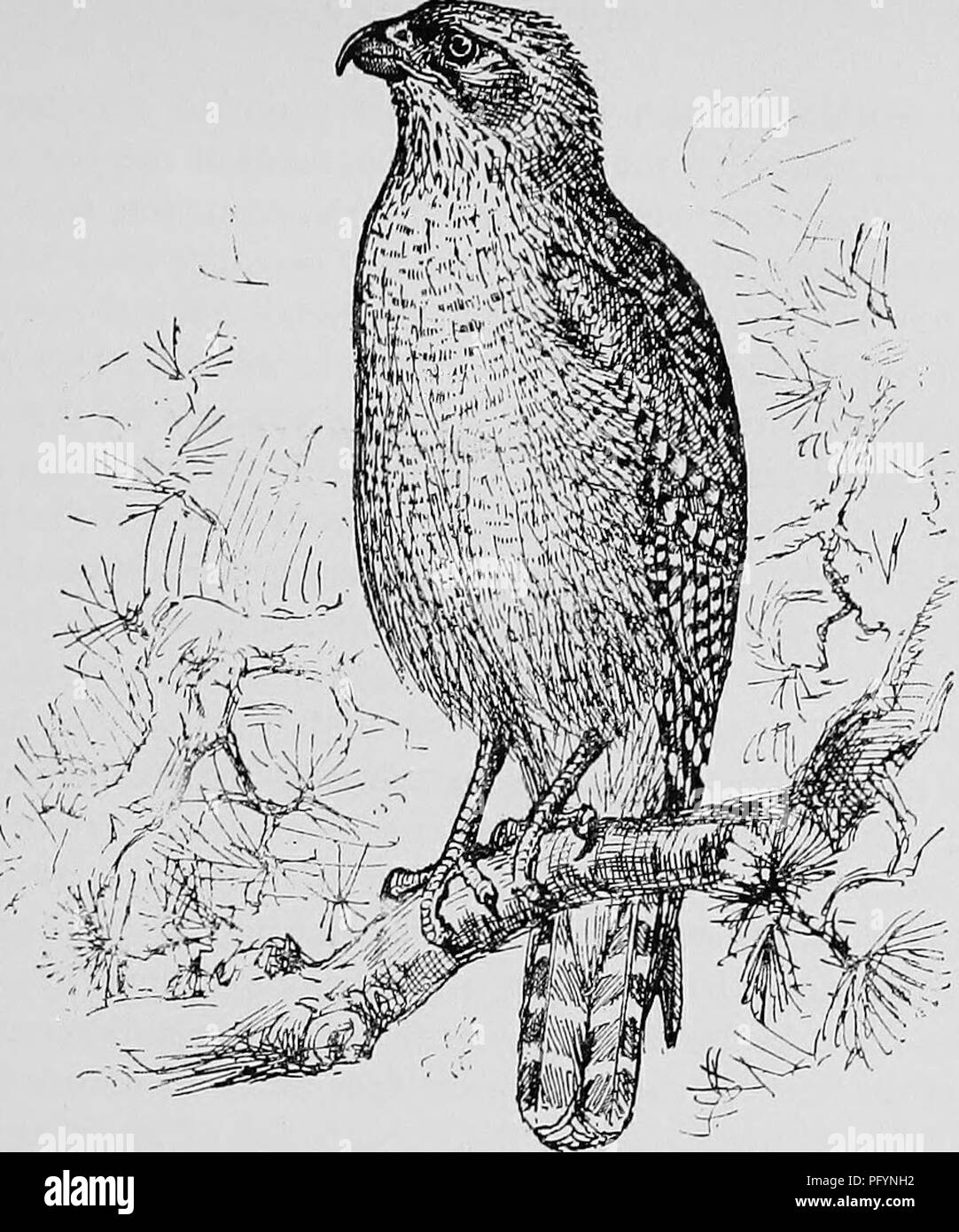 . A popular handbook of the ornithology of the United States and Canada, based on Nuttall's Manual. Birds; Birds. RED-SHOULDERED HAWK. WINTER HAWK. BUTEO LINEATUS. Char. Adult; general color dark reddish brown; head and neck ru- fous : below, lighter, with dark streaks and light bars; wings and tail black with white bars ; lesser wing-coverts chestnut. Young, with little of the rufous tinge . below, bufty with dark streaks. Length 19 to 22 inches. Nest. In a tree; of loosely arranged twigs, lined with grass and feathers. Eggs. 2-4 ; bluish white or buffy blotched with brown ; 2.20 X 1.70. This Stock Photo