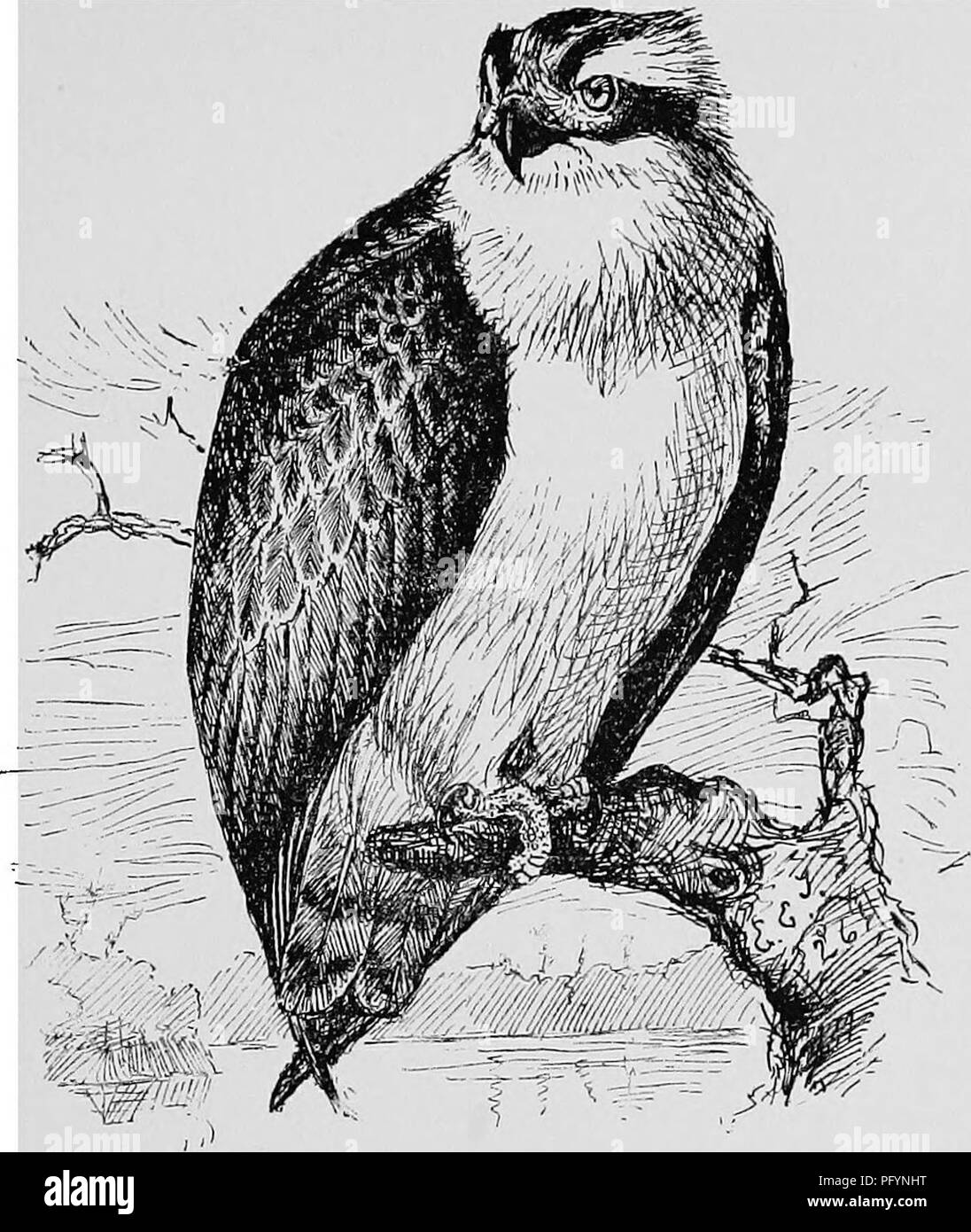 . A popular handbook of the ornithology of the United States and Canada, based on Nuttall's Manual. Birds; Birds. AMERICAN OSPREY. FISH HAWK. Pandion HALIAETUS CAROLINENSIS. Char. Above, dark brown ; head and neck white, with dark stripe on side of the head ; tail grayish, with several narrow dark bars, and tipped with white ; under-parts white or buffish, sometimes (in female) streaked with brown. Feet and claws large and strong. Hook of the bill long. Length 21 to 25 inches. Nest. Of loosely arranged sticks on top of high tree, — generally a dead tree is selected; usually near water. Eggs. 2 Stock Photo
