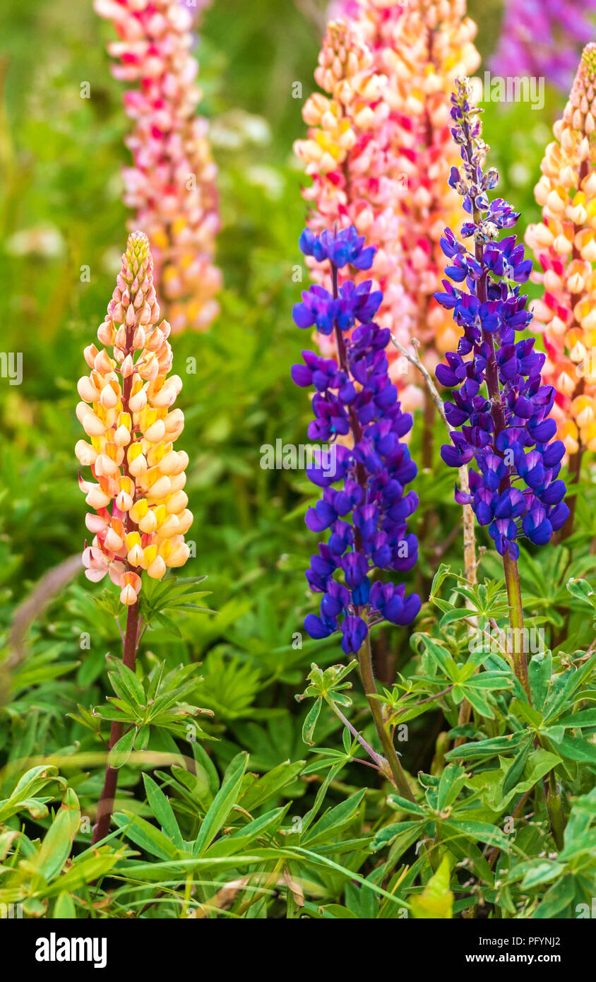 View of flowering lupines in the national park Torres del Paine, Patagonia, Chile. With selective focus. Vertical Stock Photo