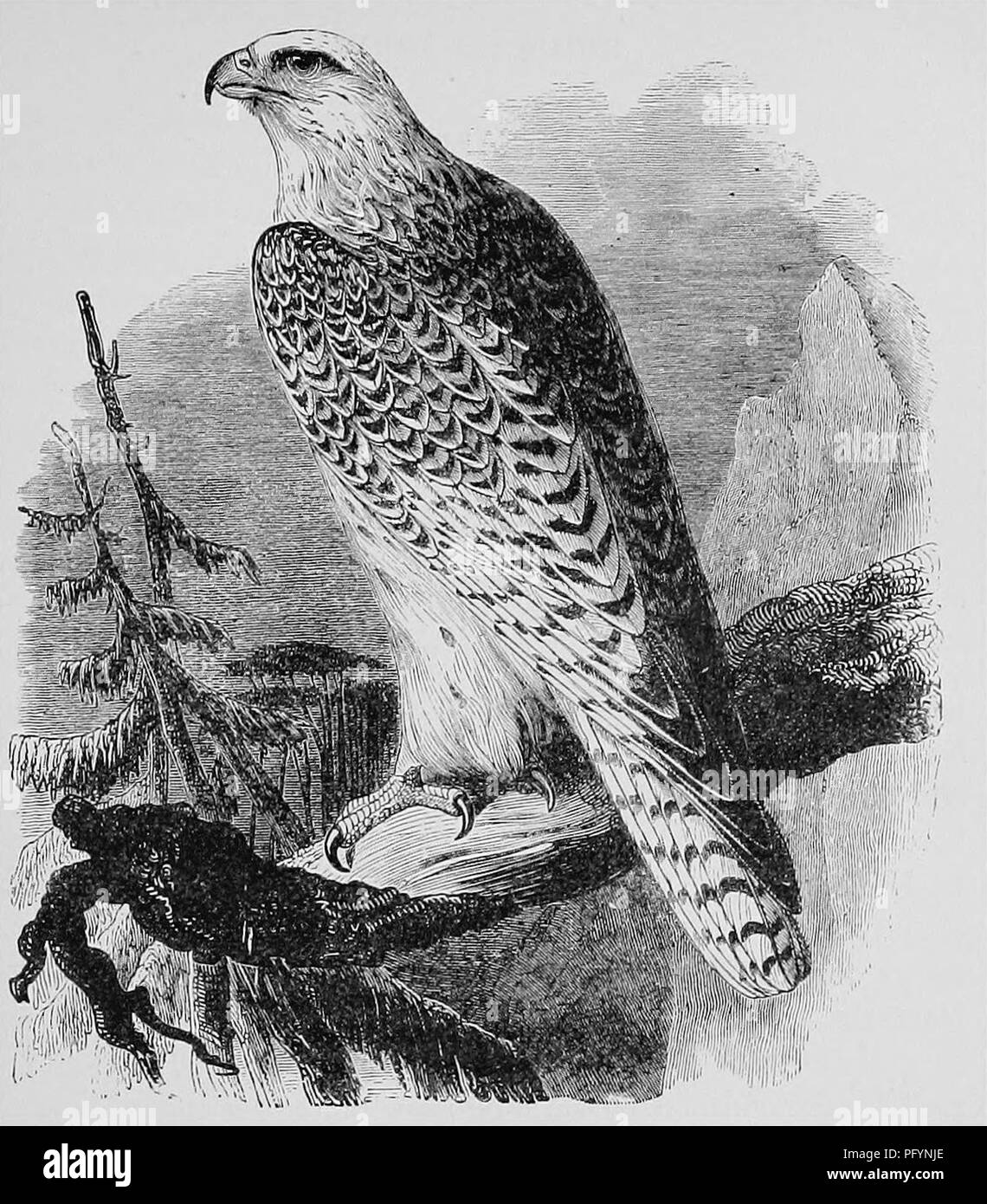. A popular handbook of the ornithology of the United States and Canada, based on Nuttall's Manual. Birds; Birds. WHITE GYRFALCON. Falco islandus. Char. Prevailing color white, often immaculate, but usually with dark markings. Legs partially feathered. A sharp tooth near point of upper mandible ; the end of under mandible notched. Length 2i to 24 inches. Nest. Usually on a cliff; roughly made of sticks, — large dry twigs. Eggs. 3-4; buff or brownish, marked with reddish brown; 2.25 X 1.25. GRAY GYRFALCON. Falco rusticolus. Char. Prevailing color dull gray, with whitish and slaty-blue bands and Stock Photo