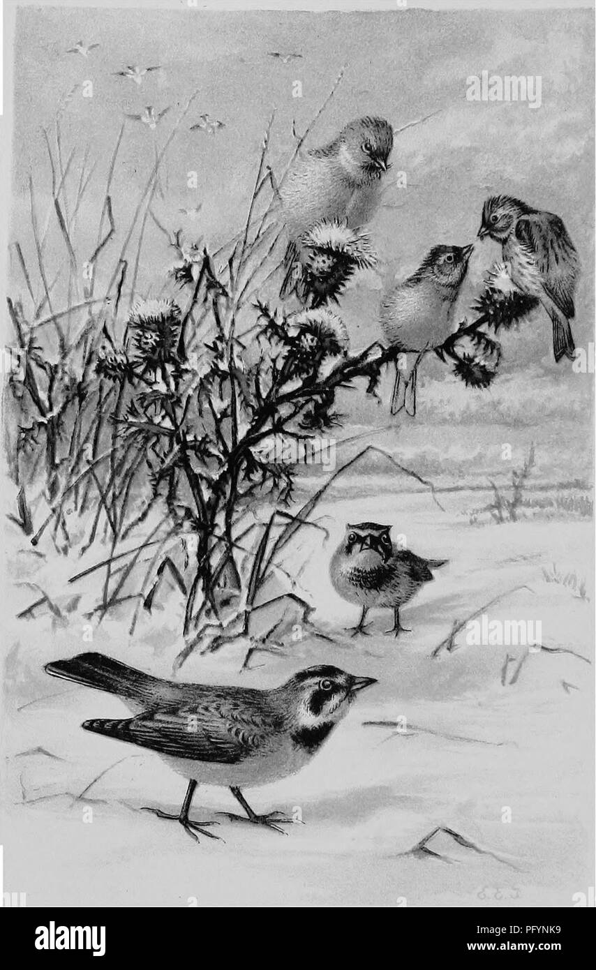 . A popular handbook of the ornithology of the United States and Canada, based on Nuttall's Manual. Birds; Birds. . Please note that these images are extracted from scanned page images that may have been digitally enhanced for readability - coloration and appearance of these illustrations may not perfectly resemble the original work.. Nuttall, Thomas, 1786-1859; Chamberlain, Montague, 1844-1924. Boston, Little, Brown Stock Photo