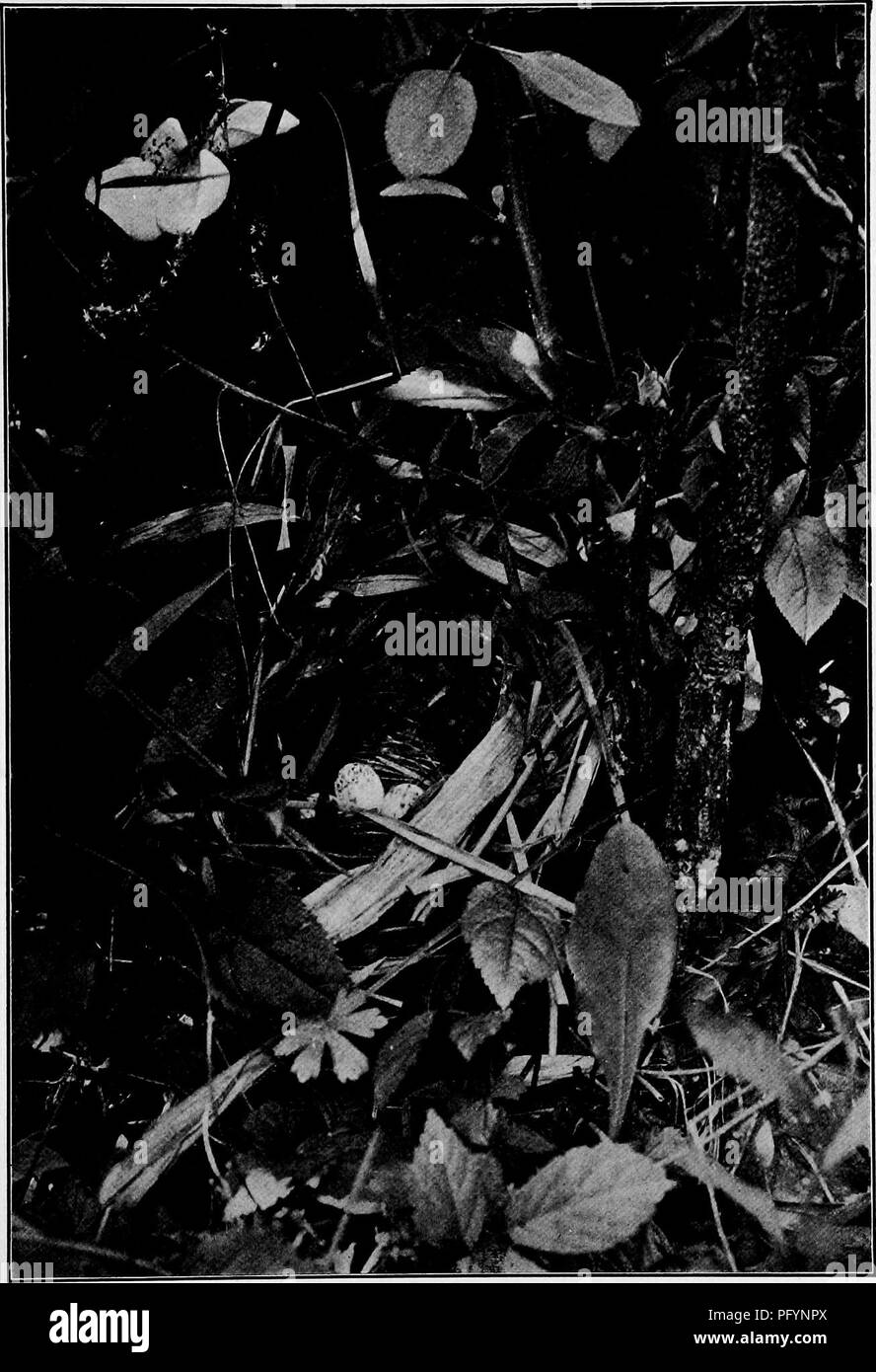 . Bird homes : the nests, eggs and breeding habits of the land birds breeding in the eastern United States, with hints on the rearing and photographing of young birds . Birds; Birds. NEST OF BLUE-WINGED WARBLER ON GROUND IN DAMP SCRUB. Please note that these images are extracted from scanned page images that may have been digitally enhanced for readability - coloration and appearance of these illustrations may not perfectly resemble the original work.. Dugmore, A. Radclyffe (Arthur Radclyffe), 1870-. New York : Doubleday &amp; McClure Stock Photo