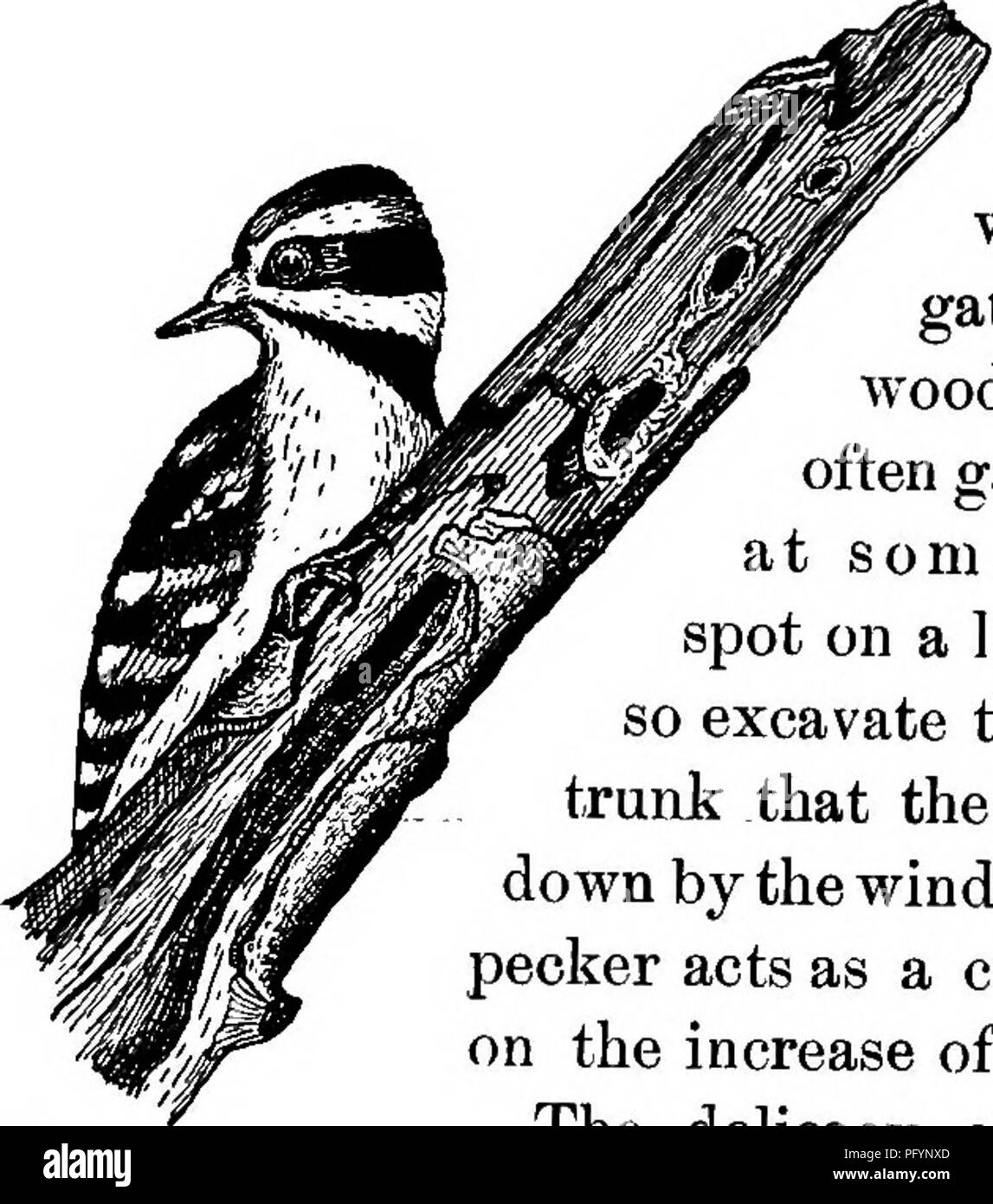 . Useful birds and their protection. Containing brief descriptions of the more common and useful species of Massachusetts, with accounts of their food habits, and a chapter on the means of attracting and protecting birds. Birds; Birds. SONGLESB BIBD8 OF ORCHARD AND WOODLAND. 253 saving most of the trees. The cut (Fig. 109) shows a por- tion of the top of one of these trees, riddled by the borer. The knife-cut at the bottom exposes their galleries. The small perforations along the stem were made by the Woodpecker iu extracting the grubs. The untiring industry of this bird and the per- fection o Stock Photo