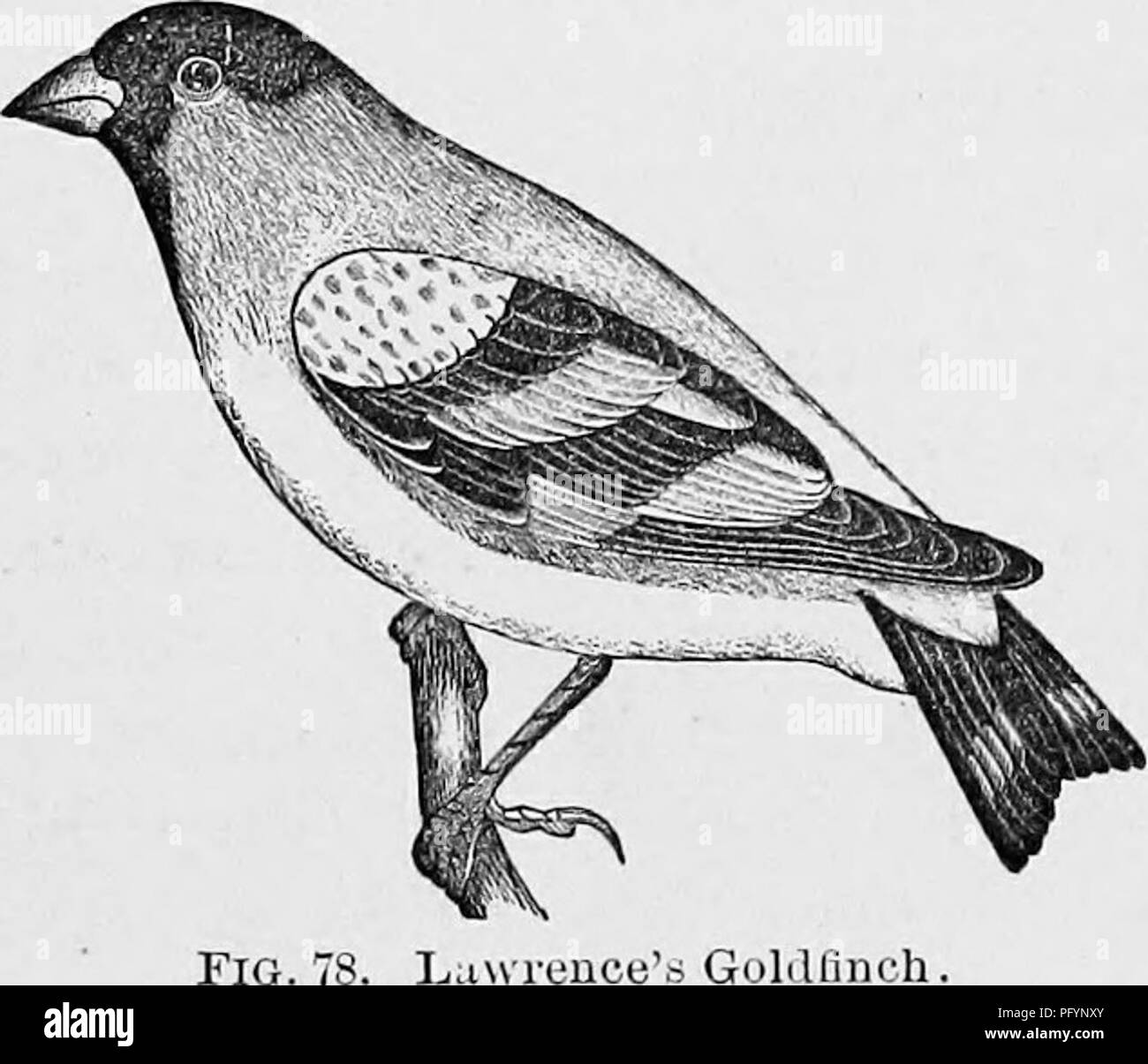 Key to North American birds; containing a concise account of every