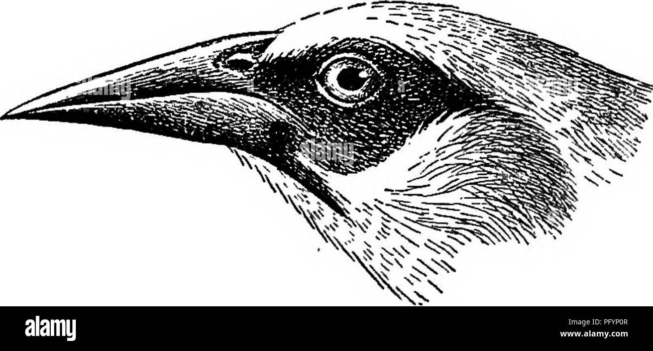 Type 219 Black and White Stock Photos Images Alamy