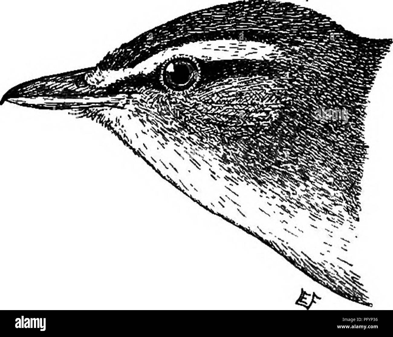 . Useful birds and their protection. Containing brief descriptions of the more common and useful species of Massachusetts, with accounts of their food habits, and a chapter on the means of attracting and protecting birds. Birds; Birds. 204 U8EFUL BIMD8. Red-eyed Vireo. Vireo olivaceus. Length. — About six inches. Adult. — Upper parts grayish olive-green, changing to gray on the crown; a dark stripe on either side of the crown; a light stripe over the eye, and dark streak from bill through eye; under parts grayish-white, deepening to pale olive-yellow on the flanks; iris ruby-red. Nest.—A pensi Stock Photo