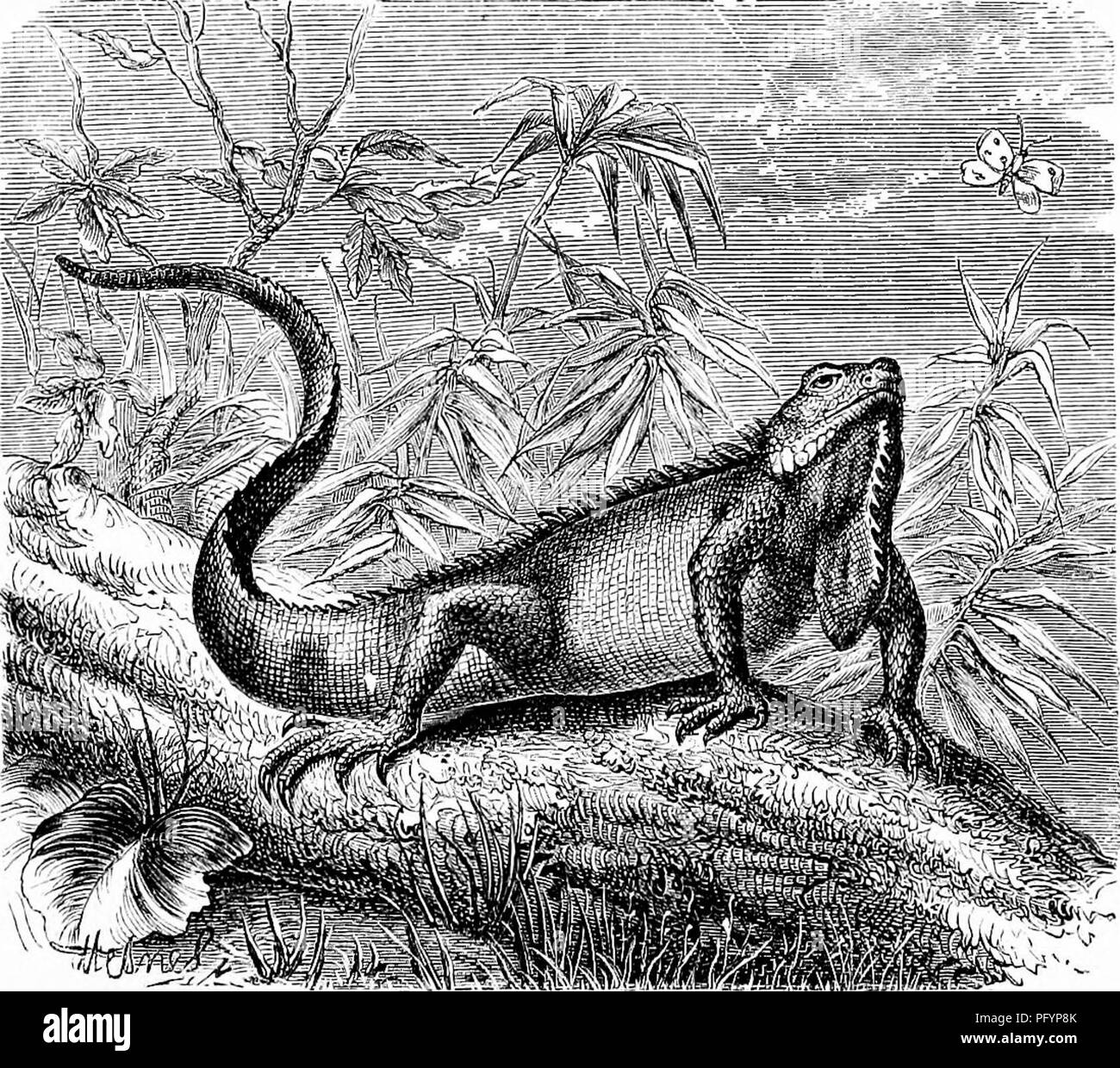 Double row teeth hi-res stock photography and images - Alamy