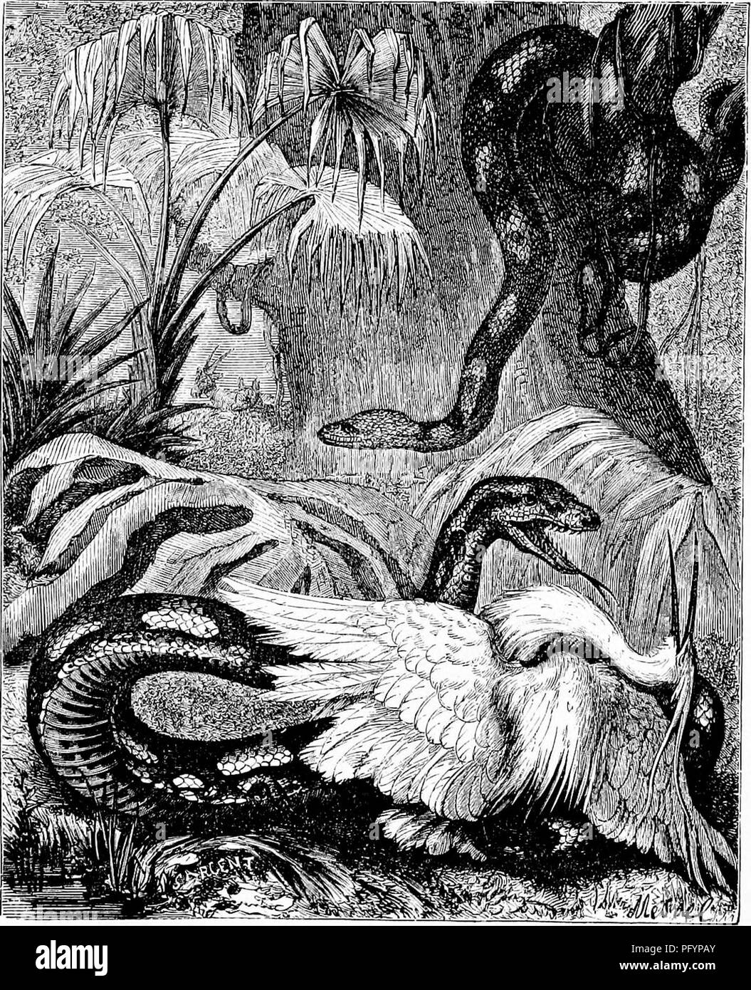 . Reptiles and birds. A popular account of the various orders; with a description of the habits and economy of the most interesting. Birds; Reptiles. 62 0PHIDL4.N REPTILES. a native of the warmer parts of Africa. A living specimen at the Zoological Gardens is estimated to weigh a hundredweight. Of the genera Liasis and Nardoa there are iive species, very imperfectly known.. Fig. 14.—Grulnea Bock Snake i^B. Sebie). IV. Epicrates, an American and West Indian species, having the crown scaly; the forehead with symmetrical shields. The Aboma {E. cenchria) is one of the largest of the group, sometim Stock Photo