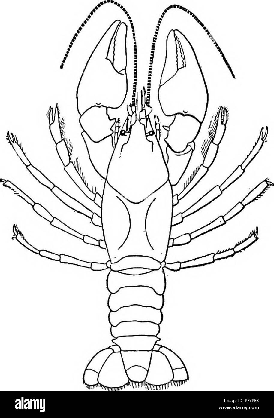 Fresh-water biology. Freshwater biology. HIGHER CRUSTACEANS (MALACOSTRACA)  847 36 (35) Male copulatory organs more or less complex. Some peraeopods of  the male with hooks on the ischiopodite. Female with receptaculum seminis (