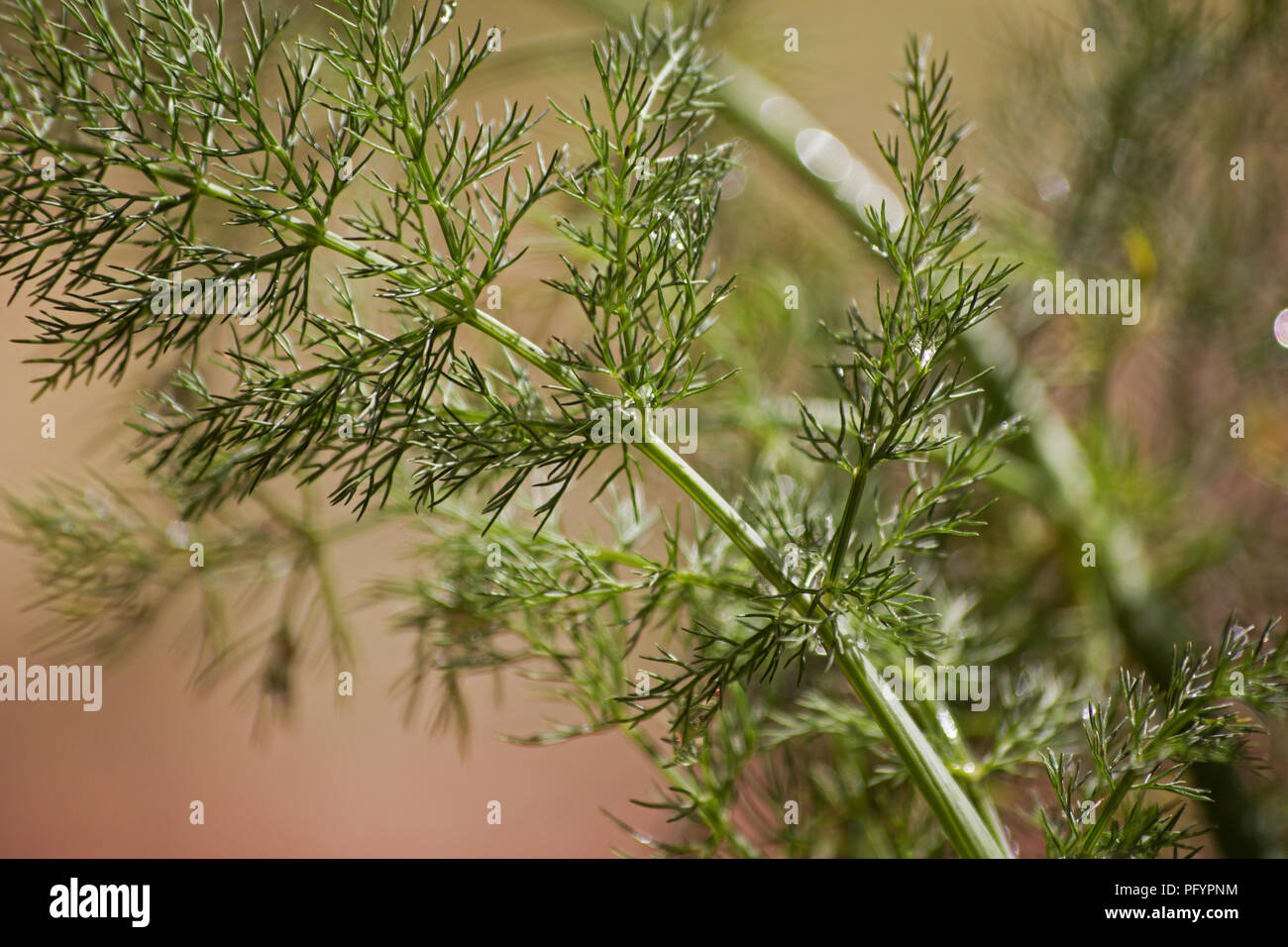Sweet fennel (Foeniculum vulgare) plant Stock Photo Alamy