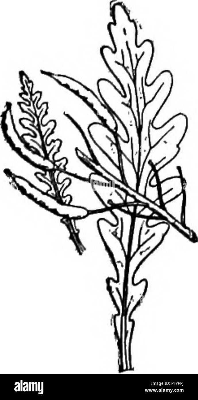 . Gray's new manual of botany. A handbook of the flowering plants and ferns of the central and northeastern United States and adjacent Canada. Botany. 432 CRUCrFERAE (MUSTARD FAMILY^). 764. B. sinuata. Leaves and part of fruiting raceme x %. 3. R. sinuata (Nutt.) Greene. Stems low, diffuse; leaves pinnately cleft, the short lobes nearly entire, linear-oblong; pods Unear-oblongr (6-10 mm. long), on slender pedicels; style slender. (^Ifasttcrthim Nutt.; Boripa Hitohc.)âBanks of the Miss, and westw. June. Fig. 764. ** Annual or biennial, rarely perennial (?), with simple fihrons roots; flowers sm Stock Photo