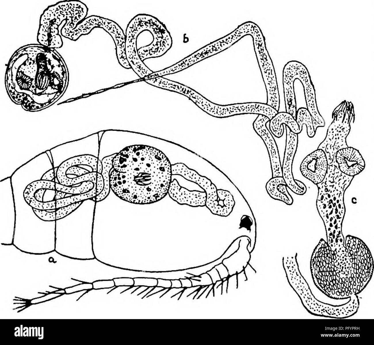 Cyclophyllidea hi-res stock photography and images - Alamy