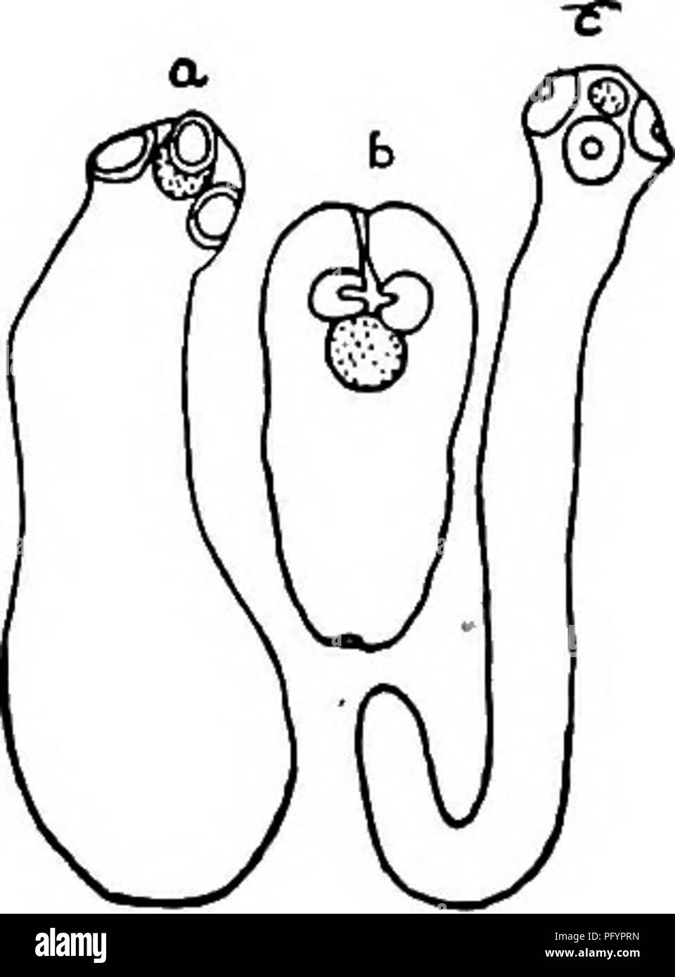 Parasitic flatworms Black and White Stock Photos & Images - Alamy