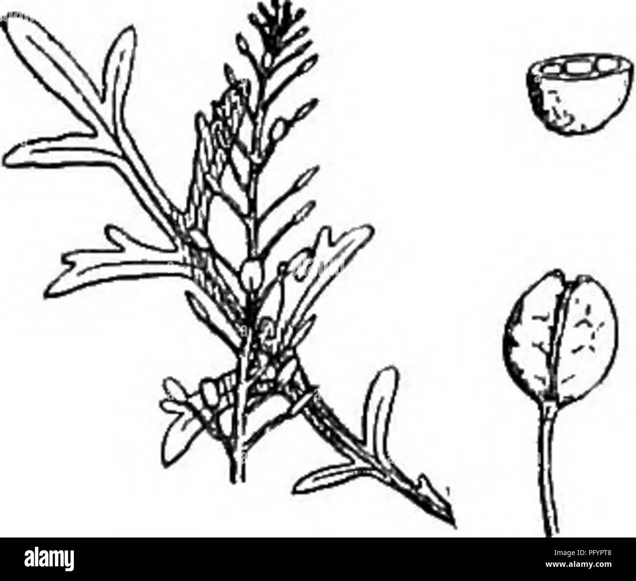 . Gray's new manual of botany. A handbook of the flowering plants and ferns of the central and northeastern United States and adjacent Canada. Botany. T42. L. virginicum. Leaves and tip of raceme x 2/3. Septum, pod, and petal x 2%. Cross-section of seed x 4.. (Wild Peppeegrass.) Cotyledons accumbent and seed minutely margined; pod marginless or obscurely margined at the top ; petals present, except in some of the later flowers. âA common weed of roadsides and waste places. June-Sept. Fig. 742. 2. L. APi;TALUM Willd. Nearly scentless ; leaves toothed or pinnatifid ; coty- ledons incumbent as in Stock Photo