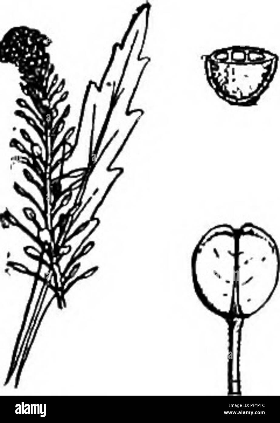 . Gray's new manual of botany. A handbook of the flowering plants and ferns of the central and northeastern United States and adjacent Canada. Botany. T42. L. virginicum. Leaves and tip of raceme x 2/3. Septum, pod, and petal x 2%. Cross-section of seed x 4.. Please note that these images are extracted from scanned page images that may have been digitally enhanced for readability - coloration and appearance of these illustrations may not perfectly resemble the original work.. Gray, Asa, 1810-1888; Robinson, Benjamin Lincoln, 1864-1935; Fernald, Merritt Lyndon, 1873-1950. New York, American Boo Stock Photo