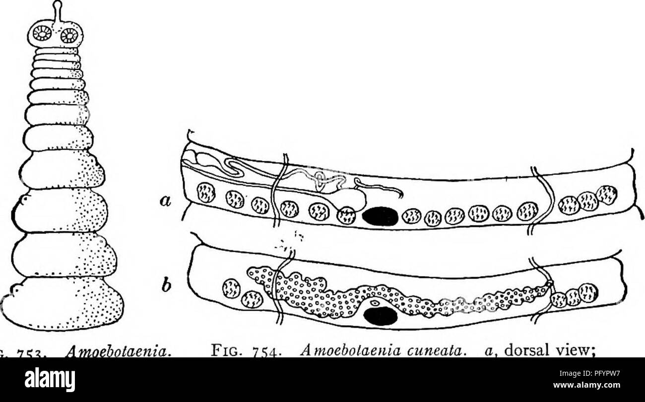 Proglottids Model This image depicts freshwater organisms studied in biology, including ...
