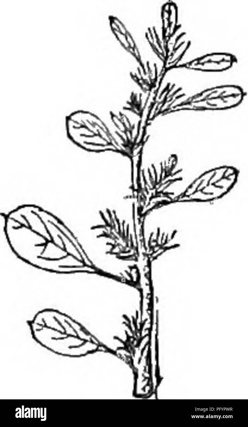 . Gray's new manual of botany. A handbook of the flowering plants and ferns of the central and northeastern United States and adjacent Canada. Botany. 372 AMABANTHACEAE (AMARANTH FAMILY) distinguished from tlie following species chiefly by its smoother character, thicket spikes, and longer-awned bracts. â t. A. paniculItus L. (Purple A.) Stem mostly pubescent; leaves oblong-ovate or ovate-lanoeolate ; spikes long, numerous and slender, panicled, spreading; bracts merely awn-pointed; flowers small, green tinged with red, or sometimes crimson ; frxiit 2-3-toothed at the apex, longer than the cal Stock Photo