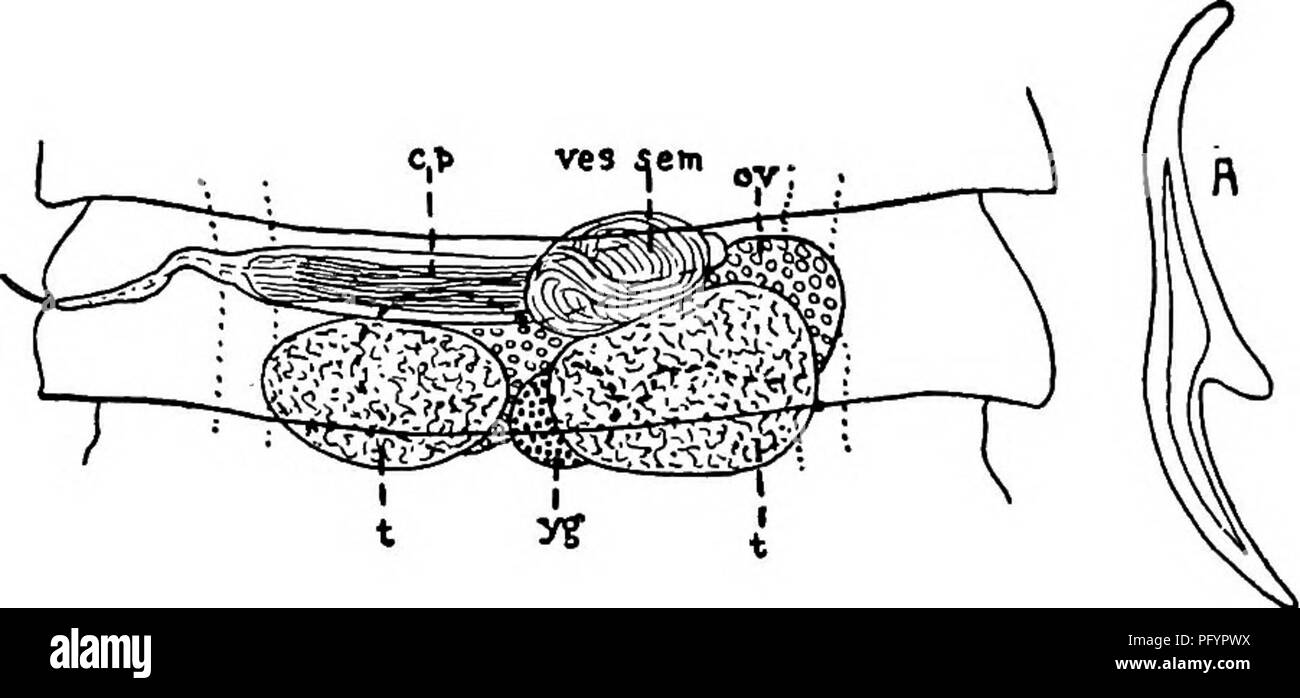 . Fresh-water biology. Freshwater biology. Fig. 749. Diorchis acuminata, a, Hook from rostellum; sexually mature segment; cp, cirrus- poucli; ov, ovary; t, testis; ves sem, seminal vesicle; yg, yolk gland; magnified. (After Ransom.). Fig. 750. Diorchis americana. a. Hook from rostellum; magnified; sexually mature segment at high focus to show male organs, dorsal view; magnified; cp, cirrus-pouch; tyv^ ovary; /, testes; ves sem, seminal vesicle; yp, yolk gland; magnified. (After Ransom.) 81 (80) One testis in each proglottid Aploparaksis Clerc 1903.. Please note that these images are extracted  Stock Photo