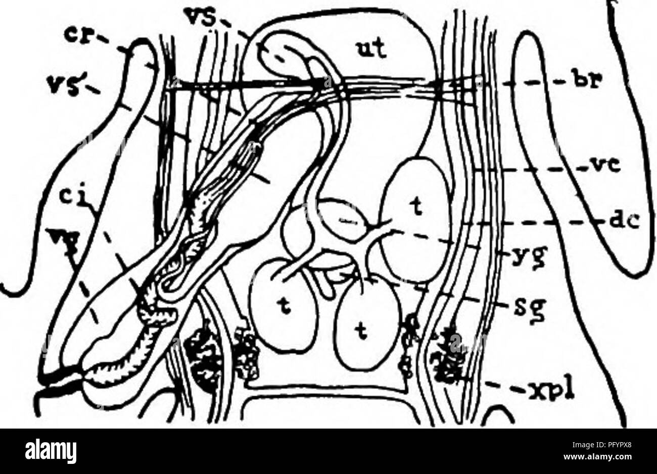 . Fresh-water biology. Freshwater biology. 442 75 (76) FRESH-WATER BIOLOGY Strobila broad, lancet-shaped. Ovary and vitellarium ante-poral, alongside of testes. Drepanidotaenia Railliet 1892. Scolex very small, with 8 hooks. Neck wanting. No accessory sac in genital atrium. Type species. . Drepanidotaenia lanceolata (Bloch) 1782. Adult in intestine of ducks and geese; cosmopolitan. Bladder-worm in various Cyclopidae and Diaptomus. Fig. 746. Drepanidotaenia lanceolata. Transverse section of proglottid; «, uterus; ut, vitellaria; ov, ovary; /, testes; id, vas deferens; sr, seminal receptacle; v, Stock Photo