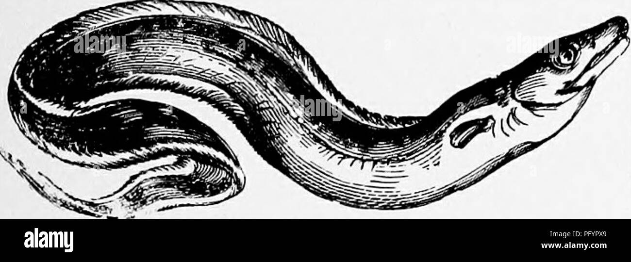 . The popular natural history . Zoology. THE ELECTRIC EEL. 483. CONGER. —{Conger vulgaris!) The reproduction of the Eel has long been a subject of discussion, some Eersons thinking that the young are produced in a living state, and others olding that they are hatched from eggs. This question has, however, been set at rest by that universal revealer, the achromatic microscope, which has shown that the masses of oily-looking substance generally called fat are really the aggregated clusters of eggs, and that these objects, minute though they may be, not so large as the dot over the letter i, are  Stock Photo