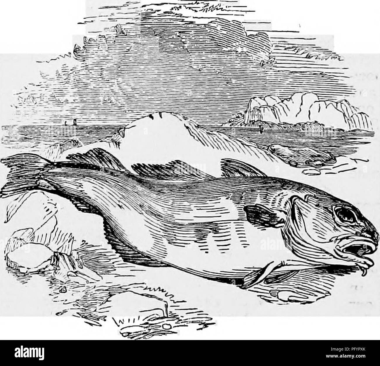 . The popular natural history . Zoology. 4^0 ^ud COD. The colour of the Turbot is brown of different shades on one side, usuallv the left, and the whole of that side is spotted with little round bony tubercli.--. which may be found in the skin after boiling. The size of this fish is extremely variable. The average weight is six or seven pounds, but Turbots are often taken of far greater dimensions. The largest specimen of which an authentic notice is preserved was taicen near riyniouih in the year 1730, and weighed seventy pounds. The Plaice is well known by the bright red spots which are scat Stock Photo