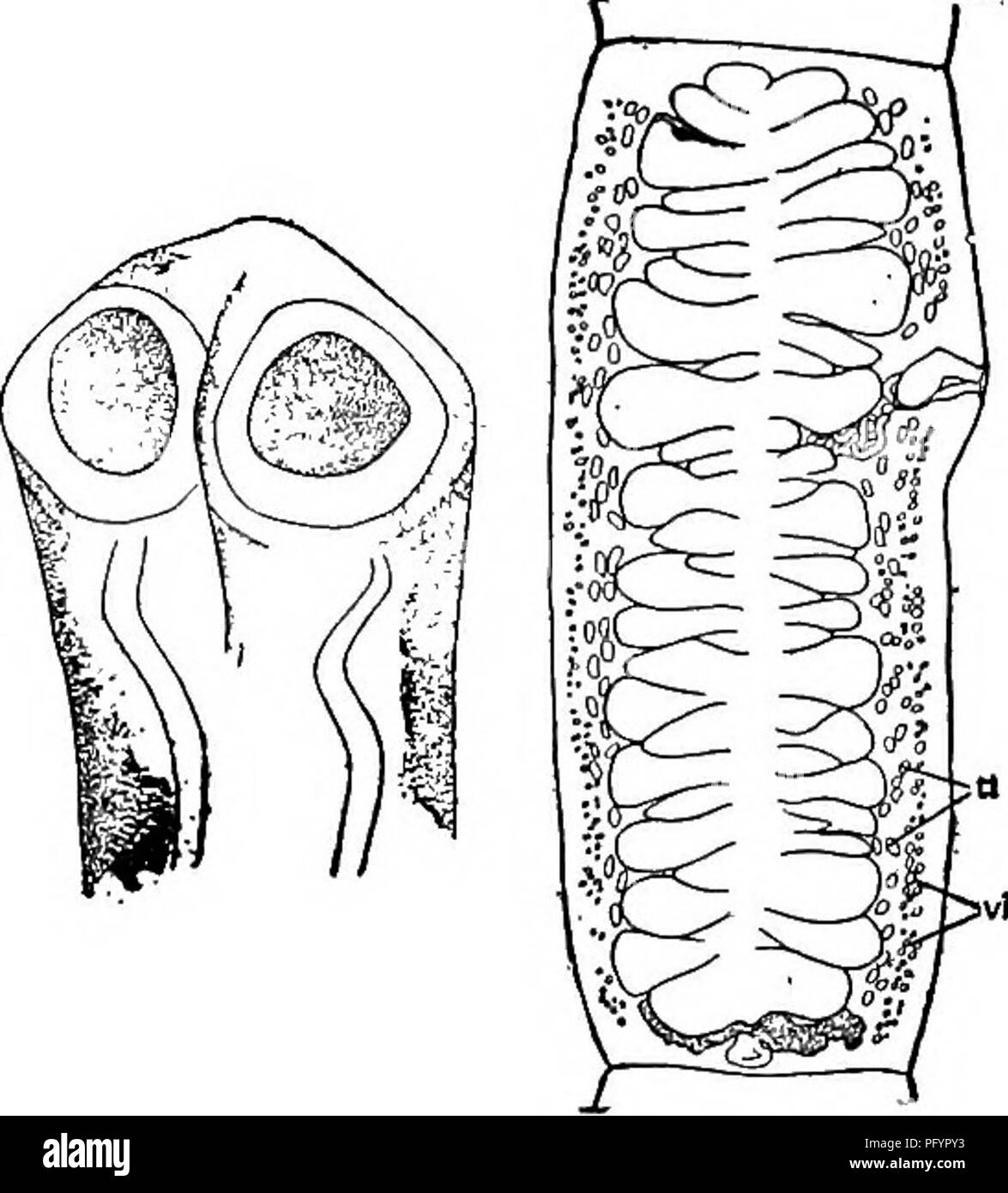 Fresh-water biology. Freshwater biology. PARASITIC FLATWORMS 439 51 (50)  Testes number 150 to 215. Ophiotaenia perspicua La Rue 1911. Length up to  360 mm., maximum breadth about 2.0 mm. First proglottids