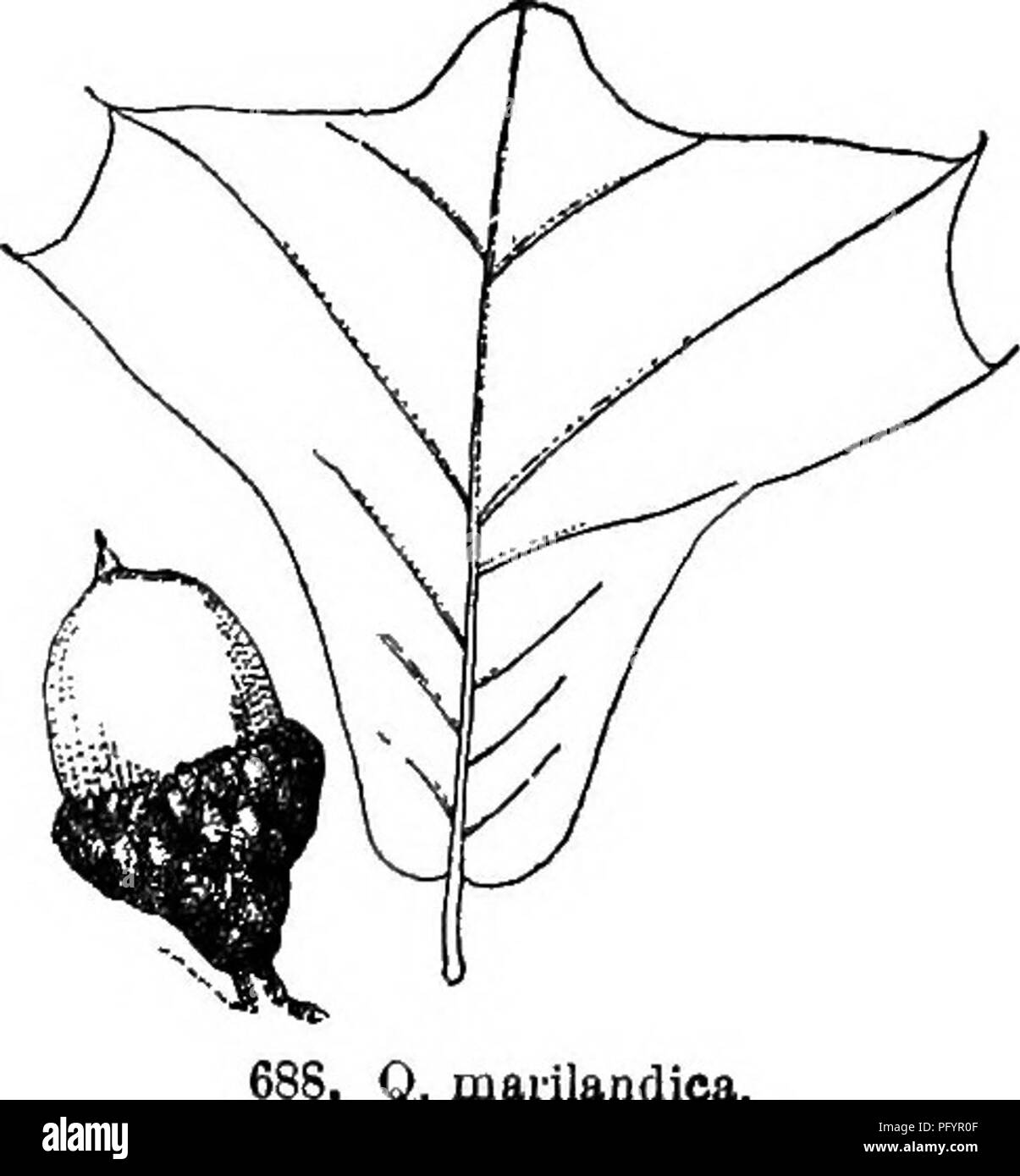 . Gray's new manual of botany. A handbook of the flowering plants and ferns of the central and northeastern United States and adjacent Canada. Botany. Q. marilandica. cised or smuate-pinnatifid (then mostly bristle-pointed). Fig. 687. 1 20. Q. mariUndica Muench. (Black Jack or Barren O.) Leaves broadly wedge- shaped, but sometimes rounded or obscurely cordate at the base, widely dilated and somewhat 3 (rarely 5)-lobed at the summit, occasionally with one or two lateral conspicuously bristle-tipped lobes or teeth, rusty-pubes- cent beneath, shin- ing above, large, 1-2.5 dm. long. (Q. nigra Man. Stock Photo