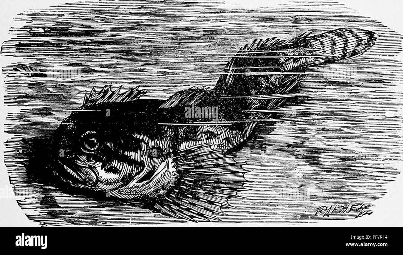 . The popular natural history . Zoology. GURNARDS. 467 of the soft dorsal fin there is a rather large circular black spot edged with white. The large and important family of the Triglidae, or GURNARDS, is fepre- sented by several British fishes, This family contains a great number of species, many of which are most remarkable, not only for their beautiful colours, which alone are sufficient to attract attention, but also for the strange and weird shape and large development of the fins. They are carni- vorous fish, mostly inhabiting the seas, a very few species being able to exist in fresh wat Stock Photo