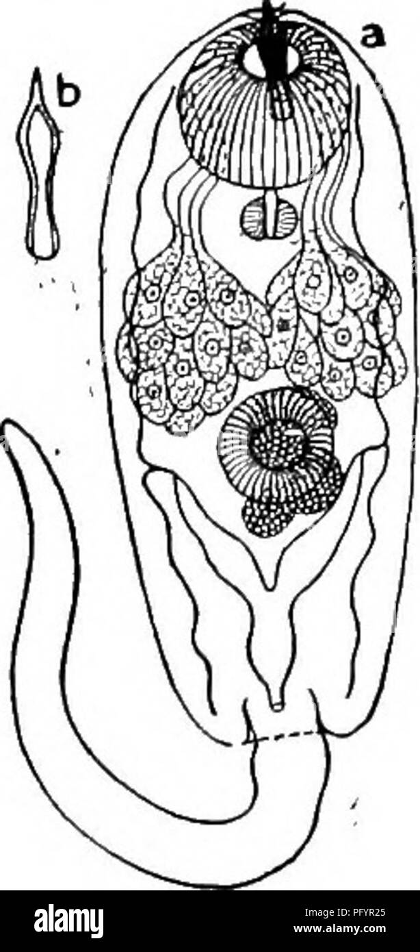 . Fresh-water biology. Freshwater biology. 418 FRESH-WATER BIOLOGY 209 (208) Twelve stylet glands on each side. Cercaria polyadena Cort 1914. Encysts readily. Tail active, easily detached, somewhat larger than in last species. Oral suclter smaller, stylet glands more numerous. Body also larger than former species. Genital system marked out by S-shaped nuclear mass, elongate and dorsal to acetabulum. 1*10.722. Cercaria polyadena; a, ventral view. Cystogenous glands not shown. X 207. b, stylet, ventral view. X 290. (After Cort.) 210 (204) Caudal pocket distinct, provided with hooks or spines tha Stock Photo