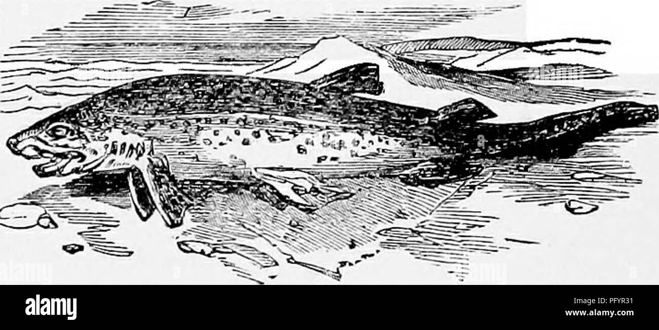 Gelatinous fish Black and White Stock Photos & Images Alamy