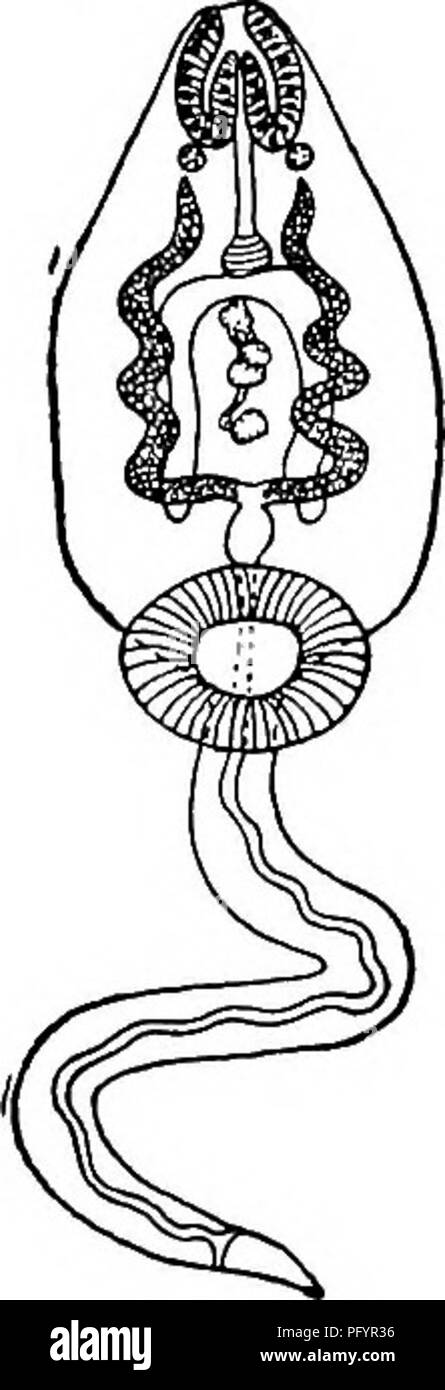 . Fresh-water biology. Freshwater biology. PARASITIC FLATWORMS 413 181 (182) Body dark brown, or blackish. Cercaria hyalocauda Haldeman 1842. Very imperfectly known. The form described under this name by Evarts (1880) has a body 0.47 mm. long and 0.24 mm. wide with a tail 0.55 mm. long and o.i mm. wide in maximum. Cyst 0.32 mm. in diameter. Body dark brown or blackish. Two eye spots and smaller, less distinct pigment mass between. Tail semitransparent, corrugated when contracted, active long after detachment from body. ^ Eyarts' description of the Uving organism shows it is much Uke C. urbanen Stock Photo