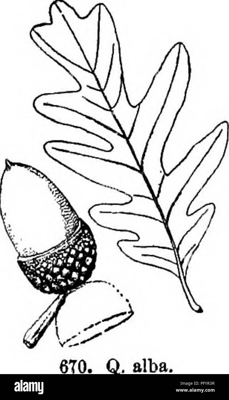 . Gray's new manual of botany. A handbook of the flowering plants and ferns of the central and northeastern United States and adjacent Canada. Botany. PAGACEAE (beech FAMILY) 339 e. Fmit sessile or on very short peduncles. Gup 2.5-3 cm. broad ; scales free to the base . . , G. Q. Michauxil. Gup at most 2.6 cm. broad, only the small tips of the scales distinct. Leaves with acute or pointed teeth. Leaves with 8-18 teeth on each mar^n .... 7. Leaves with 3-7 teeth on each margin Leaves with somewhat rounded teeth 10. MuhUn hergii. prinoides. Trinus. virginiana. 12. Q^palmtrU. 18. Q, cocoinea. a.  Stock Photo