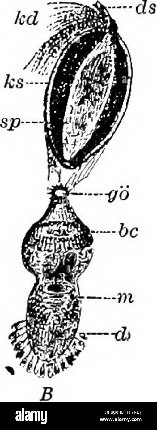 . Fresh-water biology. Freshwater biology. 362 FRESH-WATER BIOLOGY shows as a typical rosette-shaped pharynx. This form k unusual in that the rosette-shaped pharynx does not lead into the intestine from its ventral side, but opens into its anterior end so that when compressed its axis becomes directed forward. Intestine yellowish and extending almost to the posterior end, and having the general shape of the body. Fig. 642. Typhloplanid from Lake Canandaigua, N. Y. (A) Swimming freely, showing the dorsal pigmentation. X 55- (B) Slightly compressed with pharynx directed forward. X 40. au, eyes;  Stock Photo