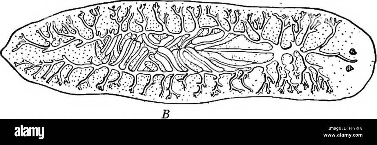 . Fresh-water biology. Freshwater biology. THE FREE-LIVING FLATWORMS (TURBELLARIA) 359 ,---^v. â V ^ ! end. Eye spots elongated, crescentic, facing outward and forward at an angle of 43Â° to the chief axis of the worm. Intestine of the simple triclad type; no fusion or anastomoses of posterior stems. This description is from a single immature alcohohc specimen. (It is quite possible that the apparent lack of cephalic appendages is due to the effect of the killing fluid.) Collected off N. Y. Point, Lake Mich. â Â«&quot;&quot;?v â V .âiui^ Fig. 637. Planaria simplex. From preserved material. X 1 Stock Photo