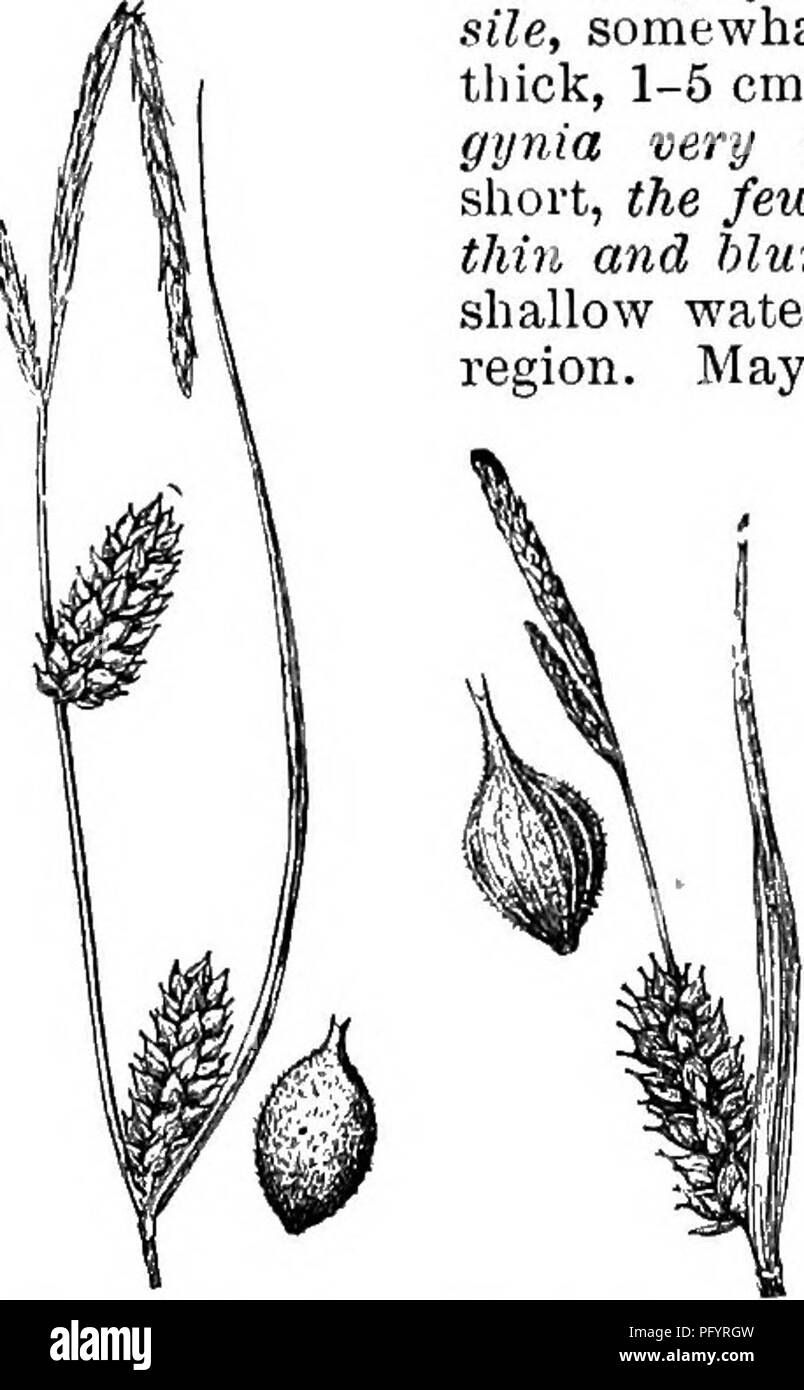 Local Botany Gray's manual of botany covers the flora of the central and ...