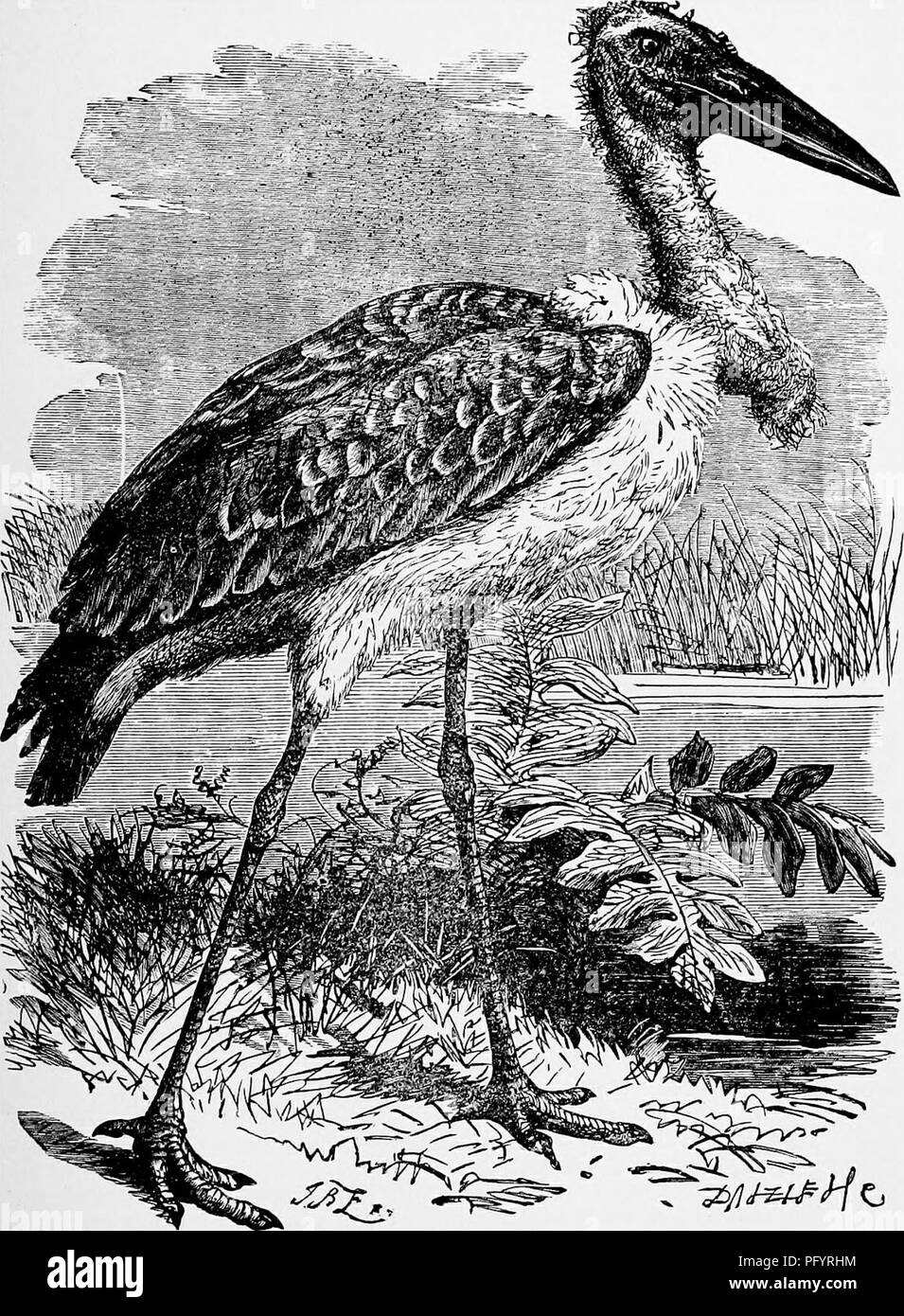 . The popular natural history . Zoology. THE ADJUTANT. 391 It is easily tamed, and soon attaches itself to a kind owner ; sometimes indeed becoming absolutely troublesome in its familiarity. Mr. Smeathman mentions an instance where •ni •! these birds was domesticated, and was. ADJUTANT.—{LeftoptUos Argala., accustomed to stand behind its master's chair at dinner-time and take its share of the meal. It was, however, an incorrigible thief, and was always looking for some opportunity of stealing the provisions, so that the servant?. Please note that these images are extracted from scanned page im Stock Photo