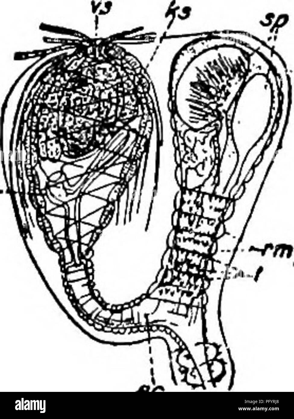Fresh Water Biology Freshwater Biology The Free Living Flatworms Turbellaria 3si 70 67 With Atrial Copulatory Apparatus Castrada Hofmanni M Braun 1885 Length 1 5 Mm Unpigmented Colored Green From Zoocuo Rellae In Mesenchyma
