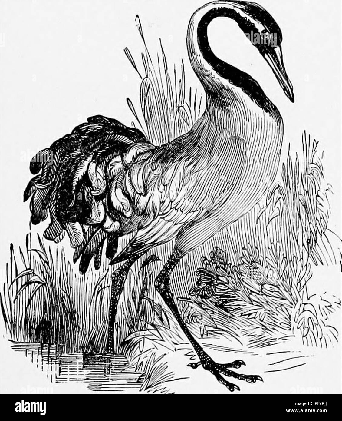 . The popular natural history . Zoology. THE HEJiON. 387 The forehead, top of the head, and neck are rather dark slaty ash, and a patch of greyish white extends from behind the eyes, partially down the neck on each side. The general surface of the body is soft ashen grey, and the primaries are black. The long plumy tertials form two crest-like ornaments, which can be raised or depressed at will. The eyes are red, and the beak is yellow with a green tinge. The total length of the adult crane is about four feet, but it is rather variable in point of size, and the males are rather larger than the Stock Photo