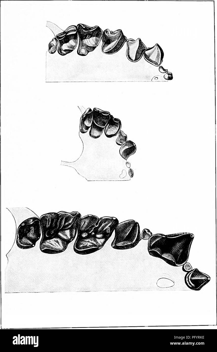 . The families and genera of bats . Bats; Bats. U. S. NATIONAL MUSEUM BULLETIN NO. 57 PL. VI. Maxillary Teeth of Uroderma, Centurio, and Brachyphylla. For explanation of plate see page XIV.. Please note that these images are extracted from scanned page images that may have been digitally enhanced for readability - coloration and appearance of these illustrations may not perfectly resemble the original work.. Miller, Gerrit Smith, 1869-. Washington : Govt. Print. 0ff. Stock Photo