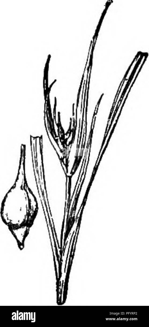 . Gray's new manual of botany. A handbook of the flowering plants and ferns of the central and northeastern United States and adjacent Canada. Botany. CYPEEACEAE (SEDGE FAMILY) 235. 440. C. Backii. about 3 ; pistillate 2-5 ; perigynia gradually beaked ; scopes very broad and leaf-like, entirely enveloping the spike. (C. durifolia Bailey.) —Dry rocky or sandy wooded slopes, e. Que. to Assina. and B. C, locally s. to Mass., N. Y., the Great Lake region, Neb., and.westw. May-July. Fig. 440. 90. C. Willdenbwii Schkuhr. Similar, softer and paler; leaves 1.6-4 mm. wide; spike compact; pistillate flo Stock Photo