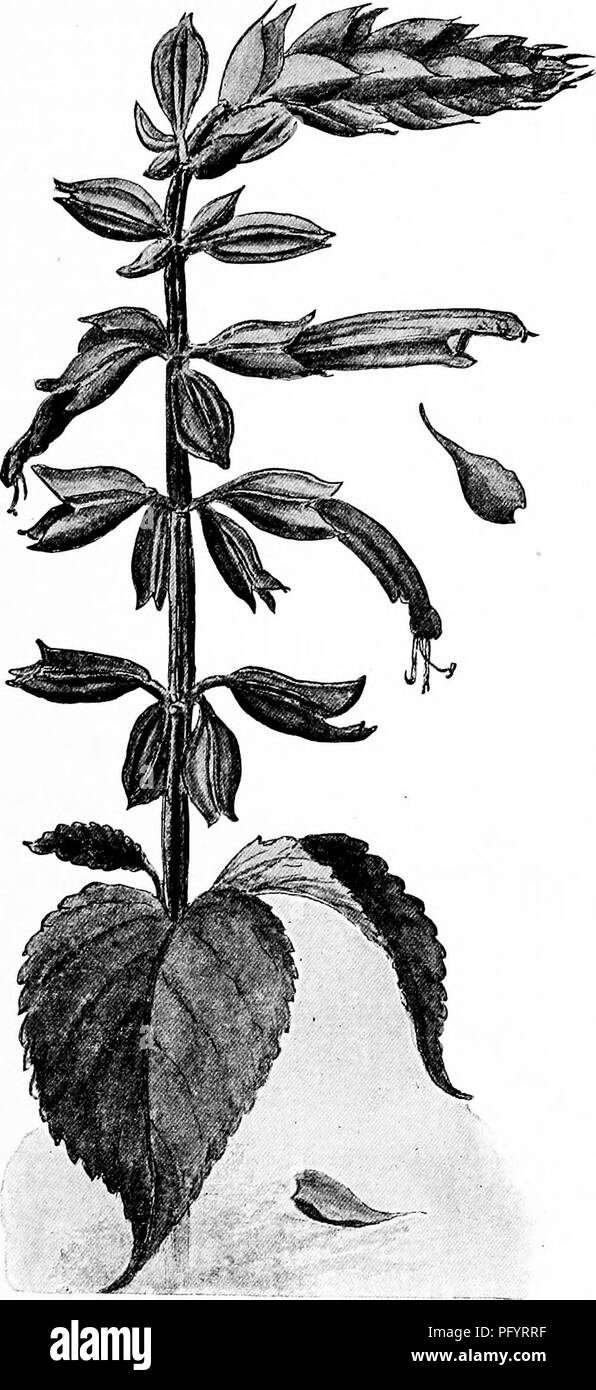 This handbook describes seed dispersal and plant reproduction. It ...