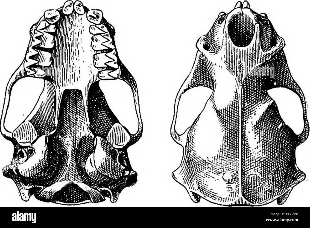 . The families and genera of bats . Bats; Bats. lower canines in